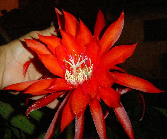 Epiphyllum Orchid Cactus \'Red Willow\' 5 Seeds